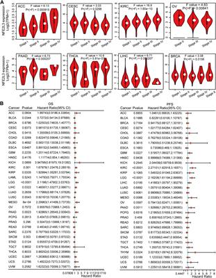 Multi-Omics Analysis of Molecular Characteristics and Carcinogenic Effect of NFE2L3 in Pan-Cancer